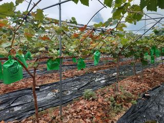 김승철님의 포도 · 병해충상담 작성글 사진