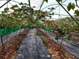 김승철님의 포도 · 병해충상담 작성글 사진