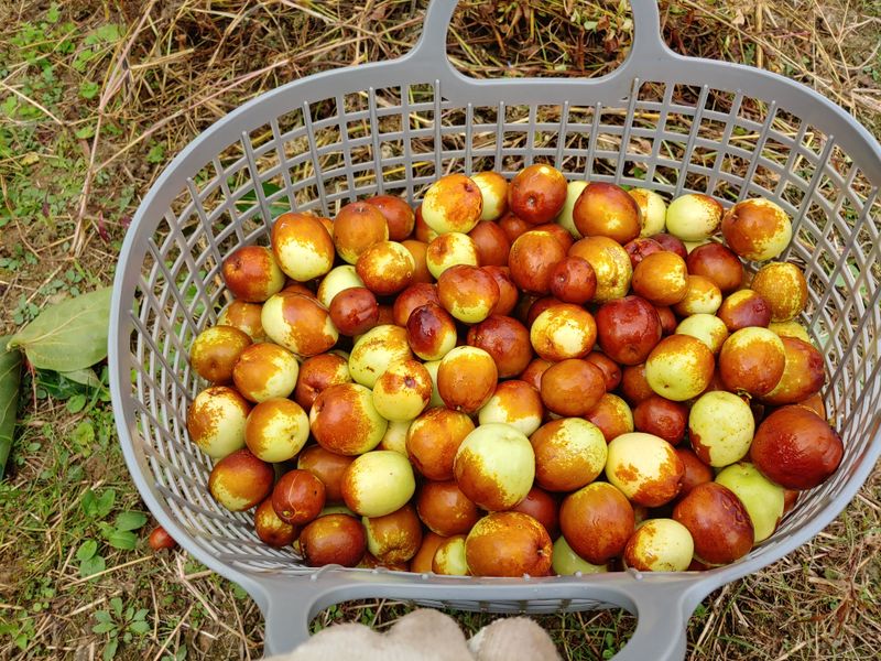 천승준님의 장터 판매 상품 [밀양 사과대추 1kg] 첨부 사진