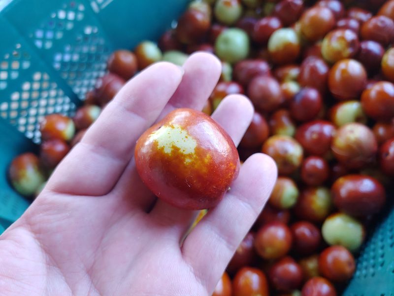 천승준님의 장터 판매 상품 [밀양 사과대추 1kg] 첨부 사진