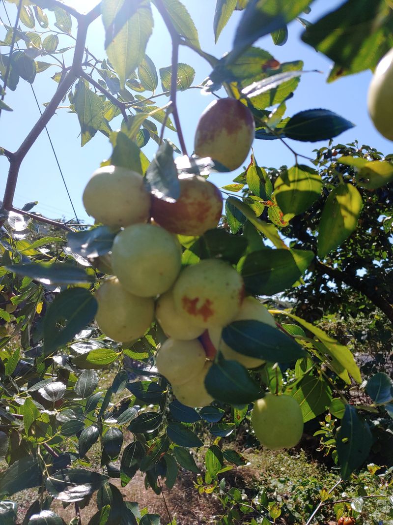 천승준님의 장터 판매 상품 [밀양 사과대추 1kg] 첨부 사진