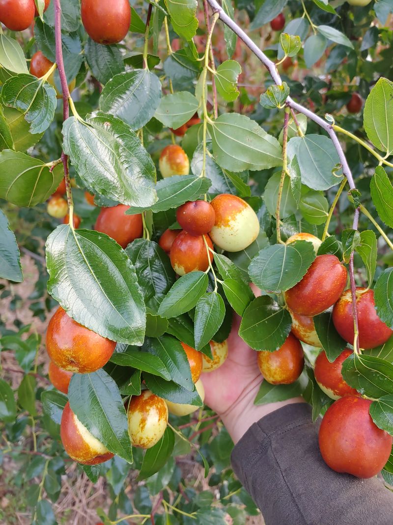 장터 상품 [밀양 사과대추 1kg] 썸네일