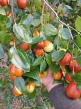 팜모닝 · 게시글 이미지