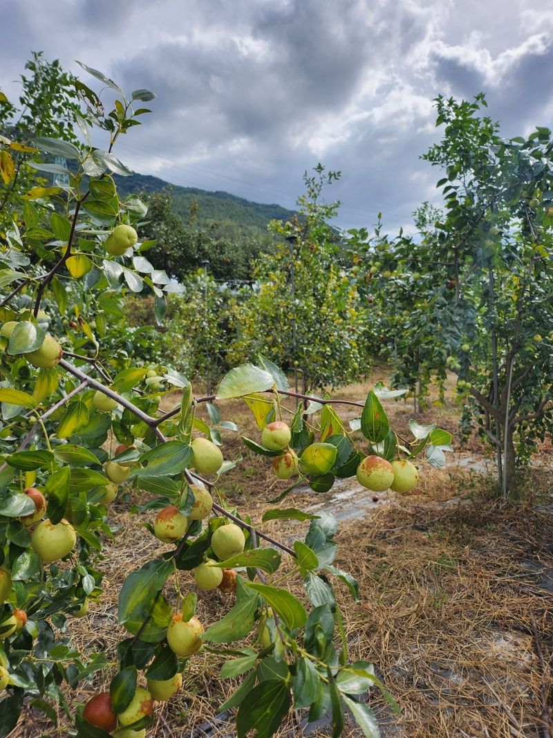 천승준님의 장터 판매 상품 [밀양 사과대추 1kg] 첨부 사진