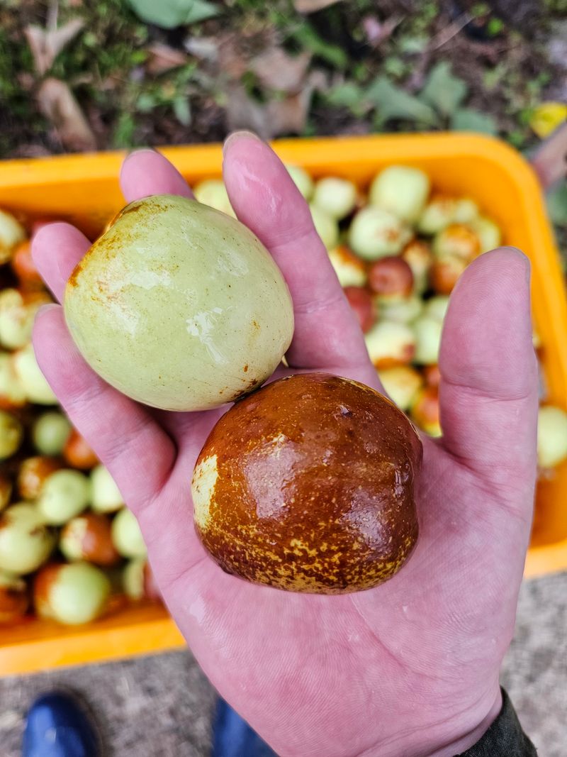천승준님의 장터 판매 상품 [밀양 사과대추 1kg] 첨부 사진