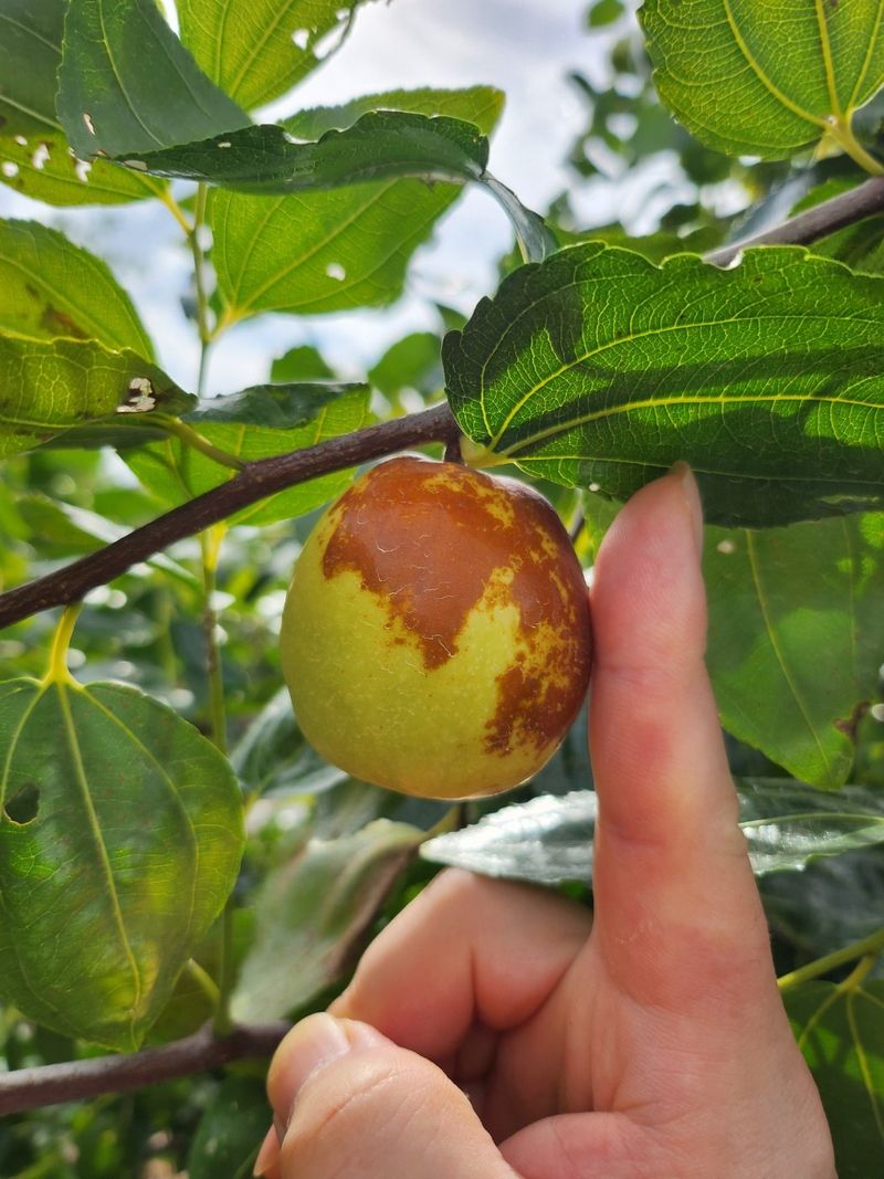 장터 상품 [밀양 사과대추 1kg] 썸네일