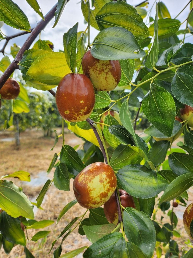 천승준님의 장터 판매 상품 [밀양 사과대추 1kg] 첨부 사진