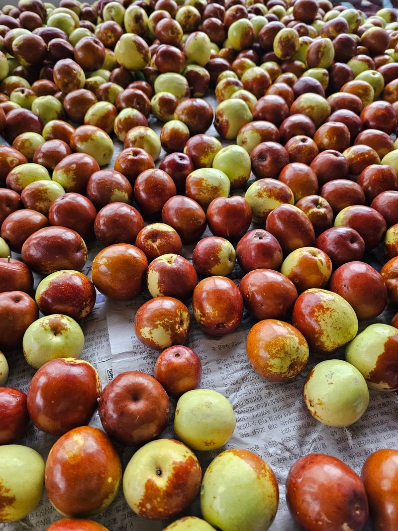 천승준님의 장터 판매 상품 [밀양 사과대추 1kg] 첨부 사진