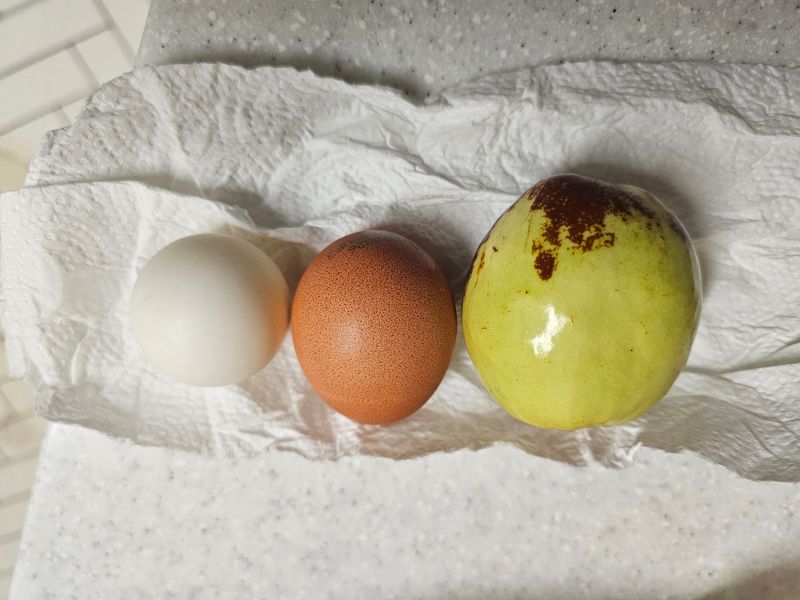 천승준님의 장터 판매 상품 [밀양 사과대추 1kg] 첨부 사진