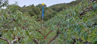 달맛햇복숭아농원님의 복숭아 · 자유게시판 작성글 사진