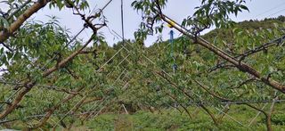 달맛햇복숭아농원님의 복숭아 · 자유게시판 작성글 사진