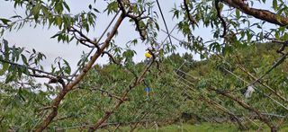 달맛햇복숭아농원님의 복숭아 · 자유게시판 작성글 사진