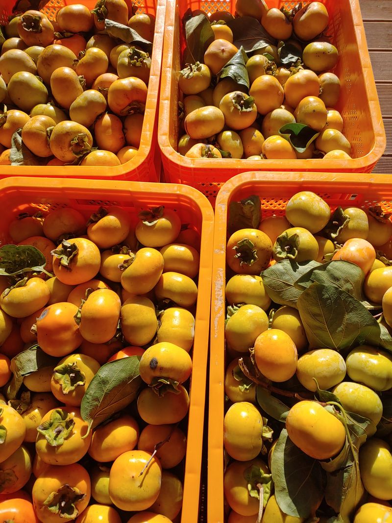 천승준님의 장터 판매 상품 [반시(홍시감) 5kg] 첨부 사진