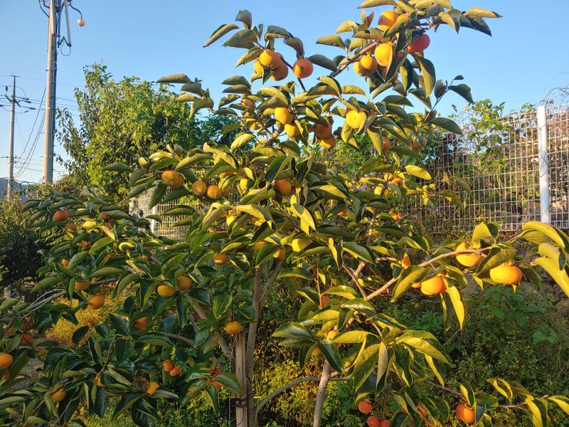 천승준님의 장터 판매 상품 [반시(홍시감) 5kg] 첨부 사진