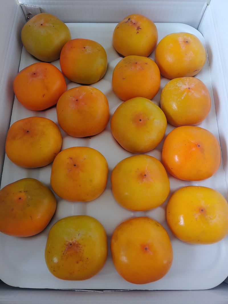 천승준님의 장터 판매 상품 [반시(홍시감) 5kg] 첨부 사진