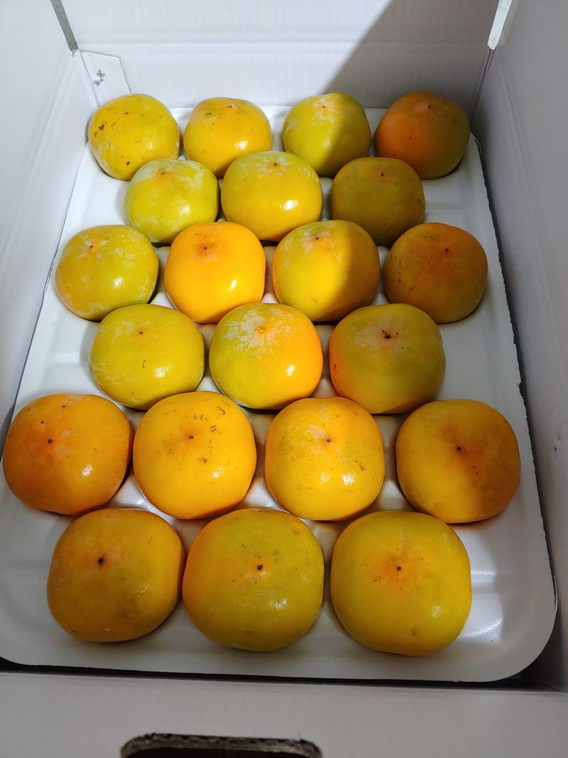 천승준님의 장터 판매 상품 [반시(홍시감) 5kg] 첨부 사진