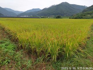 유병욱님의 벼 · 자유게시판 작성글 사진