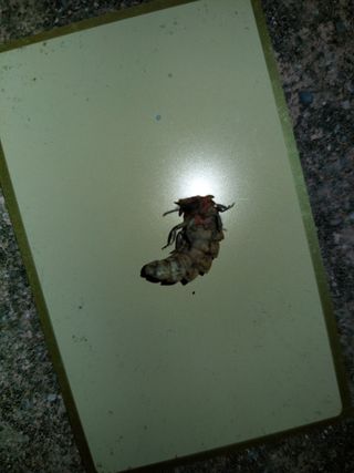 유병욱님의 벼 · 자유게시판 작성글 사진