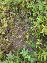 팜모닝 기타작물·자유게시판 게시글 이미지