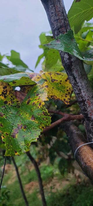 김원식님의 포도 · 병해충상담 작성글 사진