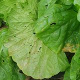 팜모닝 배추·병해충상담 게시글 이미지