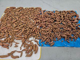 조순귀창원성산구사파님의 고구마 · 자유게시판 작성글 사진