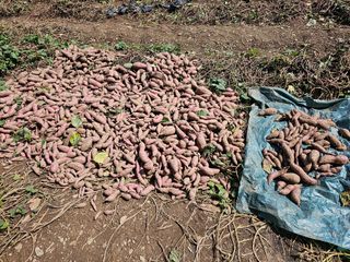 조순귀창원성산구사파님의 고구마 · 자유게시판 작성글 사진