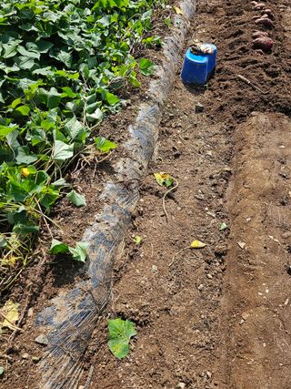 조순귀창원성산구사파님의 고구마 · 자유게시판 작성글 사진