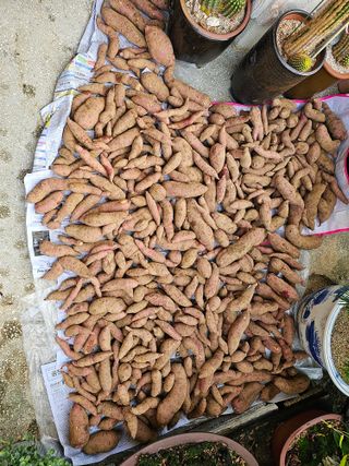 조순귀창원성산구사파님의 고구마 · 자유게시판 작성글 사진