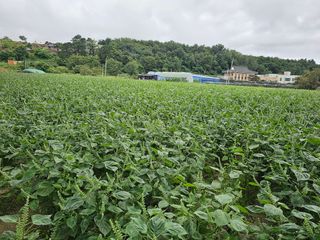 김성기님의 들깨 · 자유게시판 작성글 사진