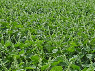 김성기님의 들깨 · 자유게시판 작성글 사진