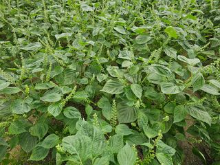 김성기님의 들깨 · 자유게시판 작성글 사진