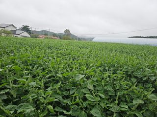 김성기님의 들깨 · 자유게시판 작성글 사진