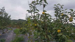 김용호님의 ↑ 윷놀이 하고 추석덕담 하기 · 참여글 작성글 사진