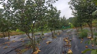 김용호님의 ↑ 윷놀이 하고 추석덕담 하기 · 참여글 작성글 사진