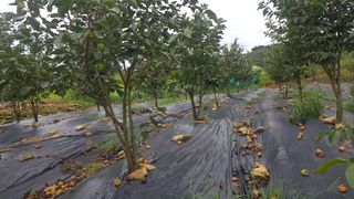 김용호님의 ↑ 윷놀이 하고 추석덕담 하기 · 참여글 작성글 사진