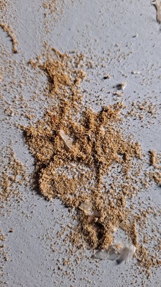 귀농 4년/지성훈님의 마늘 · 병해충상담 작성글 사진