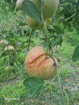 팜모닝 사과·병해충상담 게시글 이미지