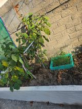 팜모닝 ↑ 윷놀이 하고 추석덕담 하기·참여글 게시글 이미지