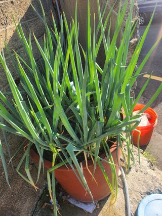 나영호님의 ↑ 윷놀이 하고 추석덕담 하기 · 참여글 작성글 사진