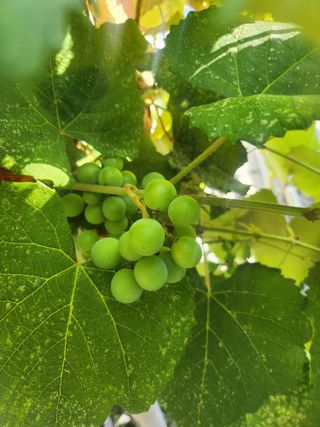 나영호님의 ↑ 윷놀이 하고 추석덕담 하기 · 참여글 작성글 사진