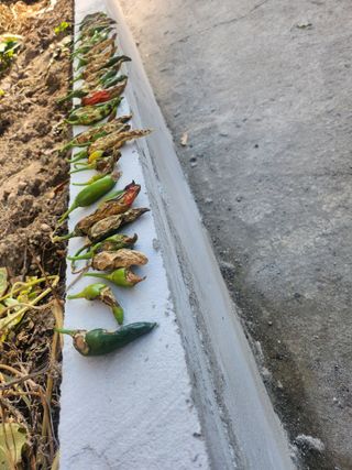 나영호님의 ↑ 윷놀이 하고 추석덕담 하기 · 참여글 작성글 사진