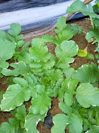 백이택님의 배추 · 병해충상담 작성글 사진