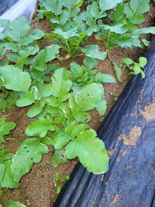 백이택님의 배추 · 병해충상담 작성글 사진