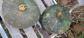 행복농장님의 자유주제 · 자유게시판 작성글 사진