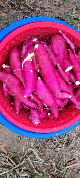 행복농장님의 자유주제 · 자유게시판 작성글 사진