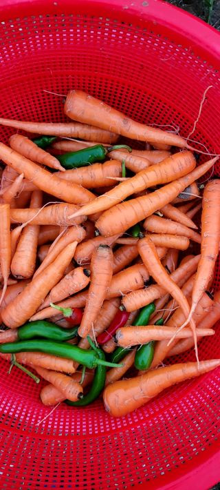 행복농장님의 자유주제 · 자유게시판 작성글 사진