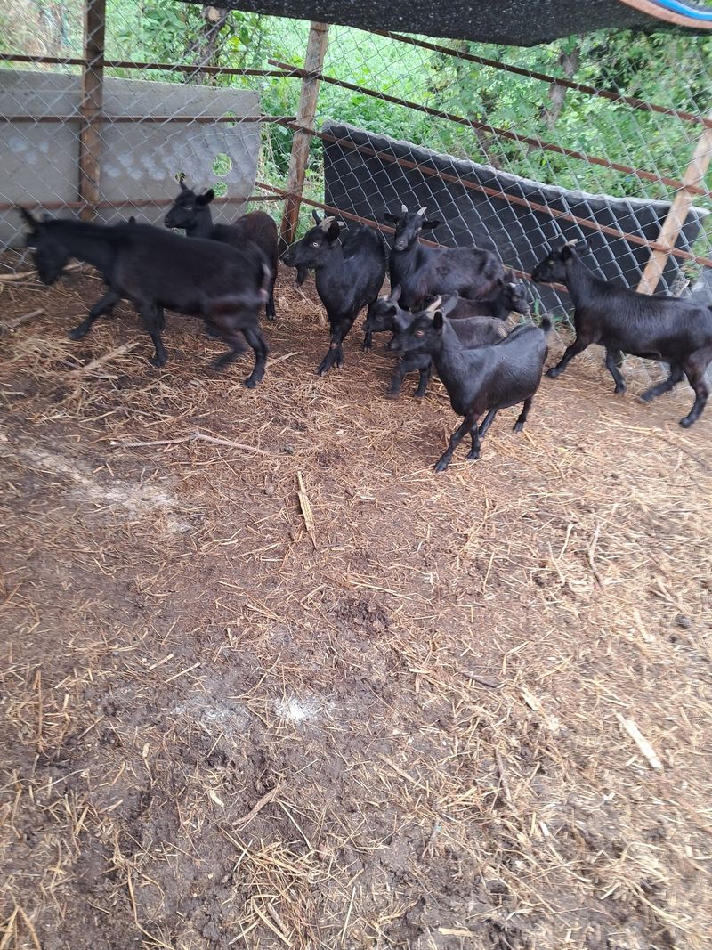 장터 상품 [토종흑염소어미암컷6숫컷1 새끼2마리] 썸네일