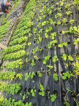 팜모닝 기타작물·영농일지 게시글 이미지