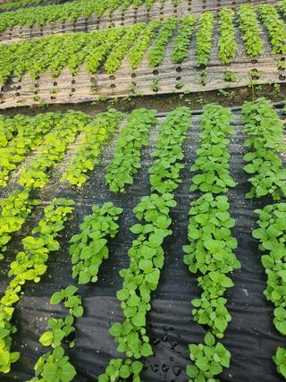 준영농장 출석왕.님의 기타작물 · 영농일지 작성글 사진